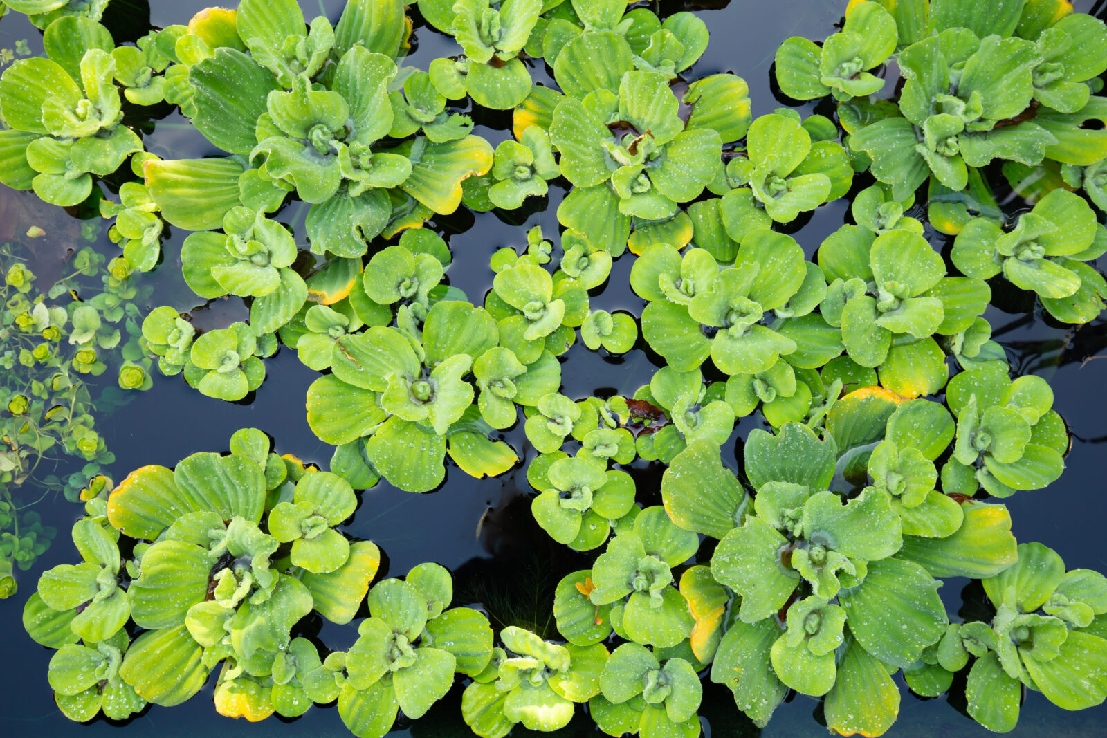 water-lettuce-invasive-plants