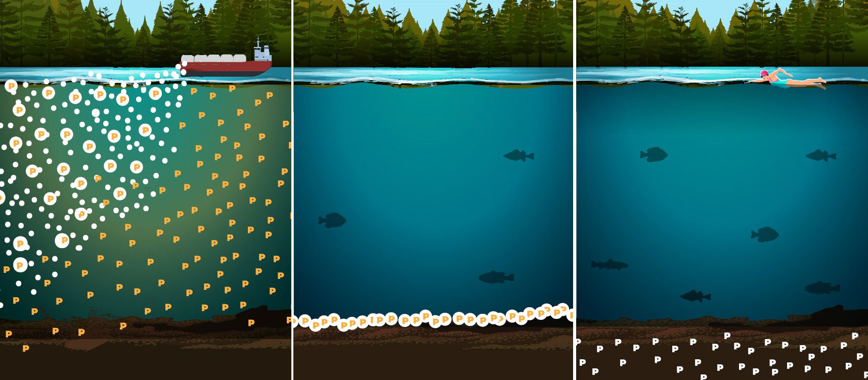 Illustrated diagram showing three stages of alum treatment binding phosphorus particles and settling to the lake bottom