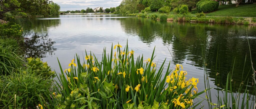 Yellow Iris Blooms at the Water Edge in Ashburn Village Virginia buffer, aeration
