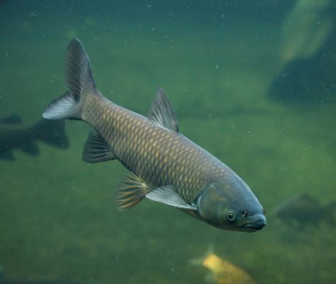 Grass Carp swimming in pond