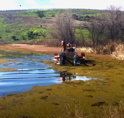 Mechanical Harvester Removing Aquatic vegetation in pond (1)