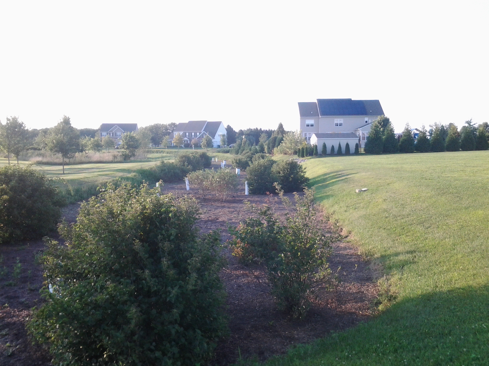 Low lying area in a community with shrubs and vegetation to collect stormwater