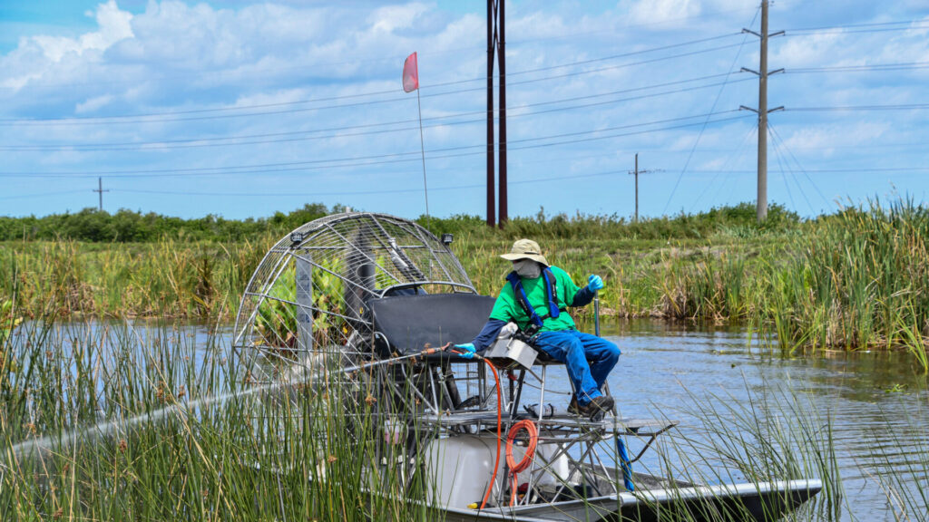 Herbicide Treatment Targeted herbicide applications provide more consistent results in large or densely vegetated areas. For best results, apply in late summer or early fall, when the plant draws nutrients back into its roots.