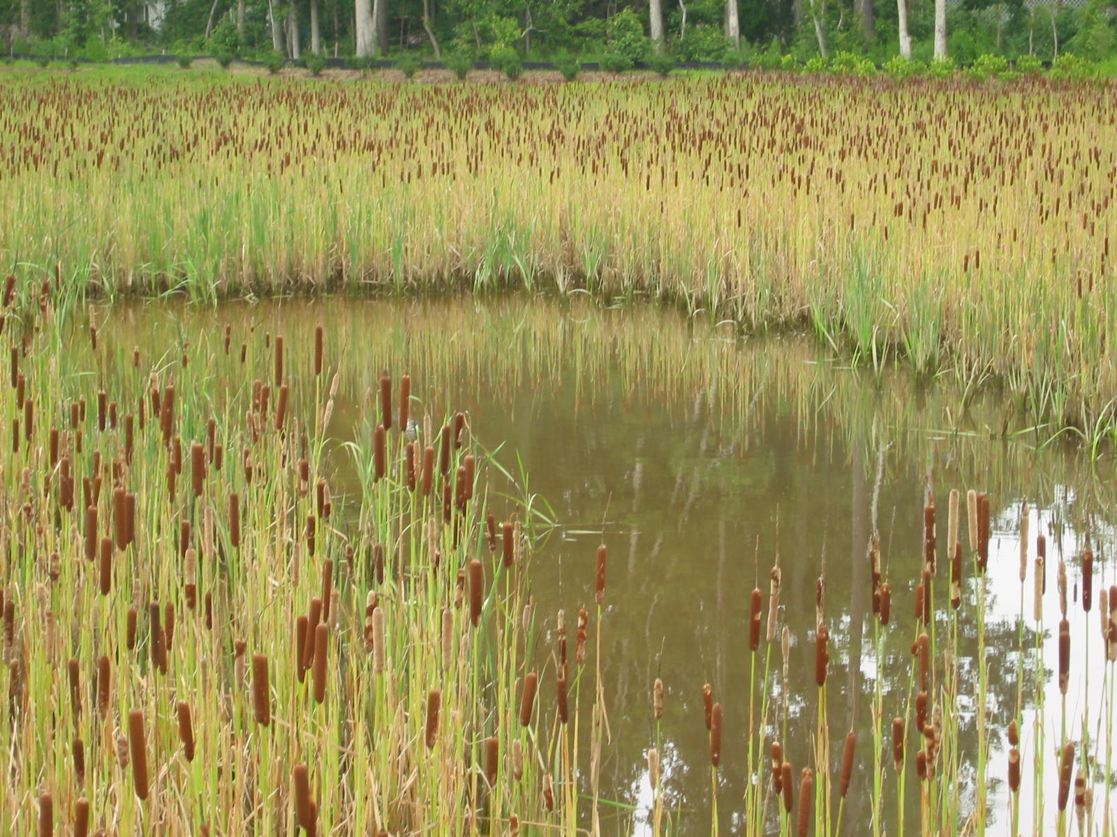 cattails surrounding a pond