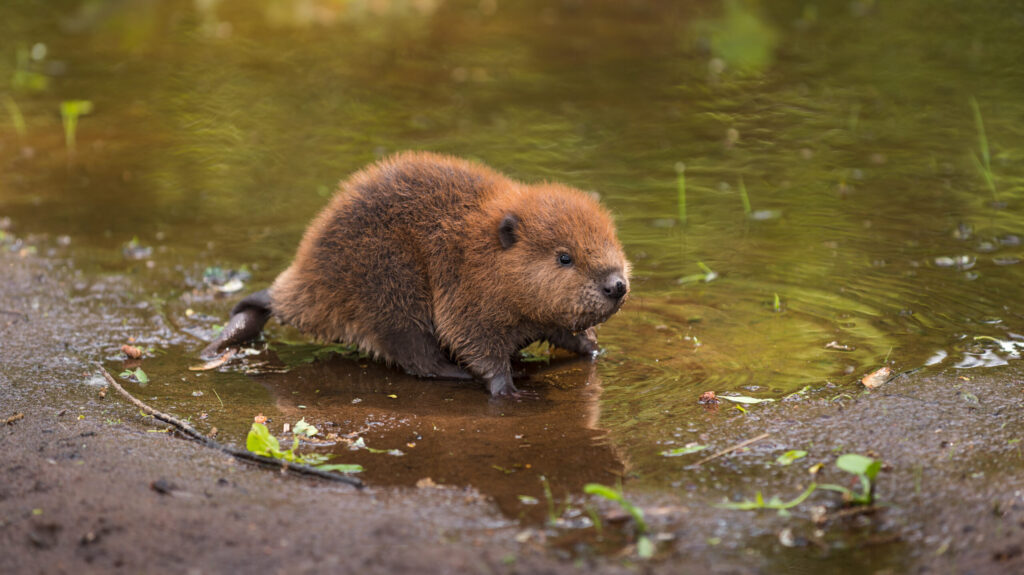 invasive-animals-shoreline