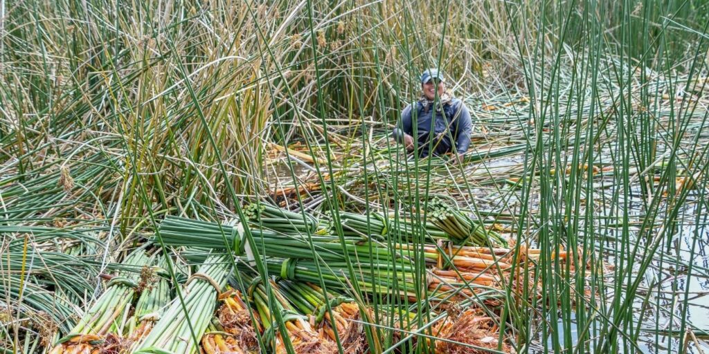 wetland_management_invasive_weed_growth_worker_in_the_field