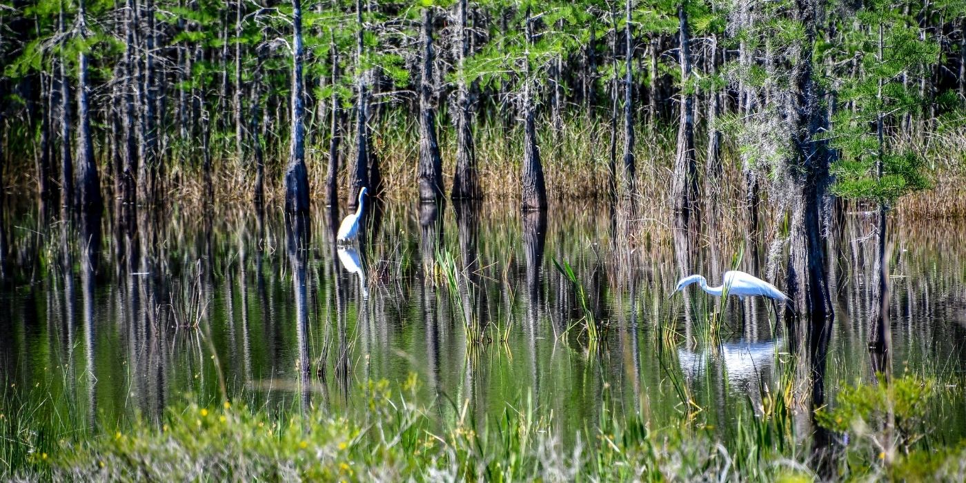 wetlands_birds_trees
