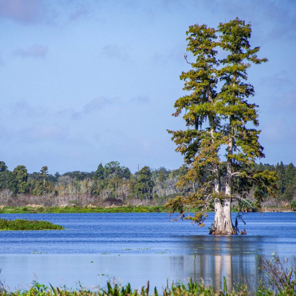healthy-florida-wetland-upland