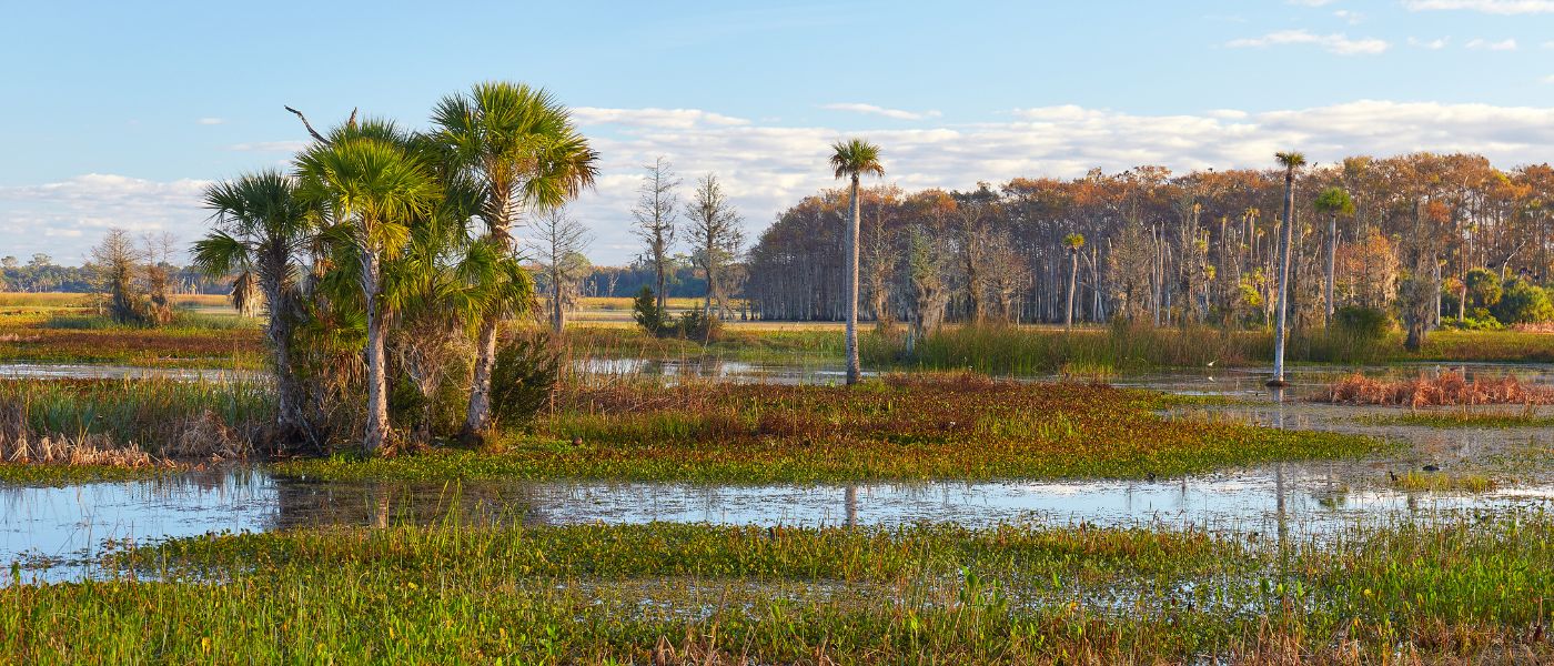 wetlands-florida