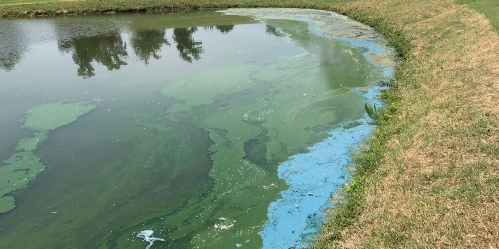 blue-green-toxic-algae