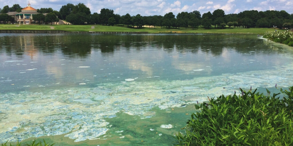 cyanobacteria-toxic-algae-country-club