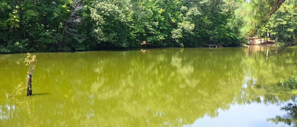 financial-delay-lake-pond-management-delayed-action