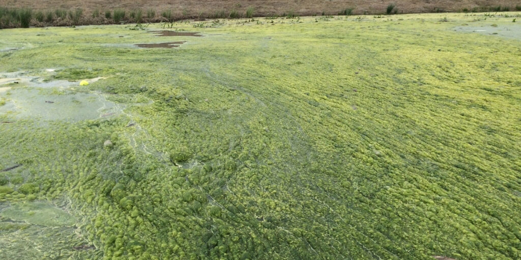 foamy-layer-on-lake-surface