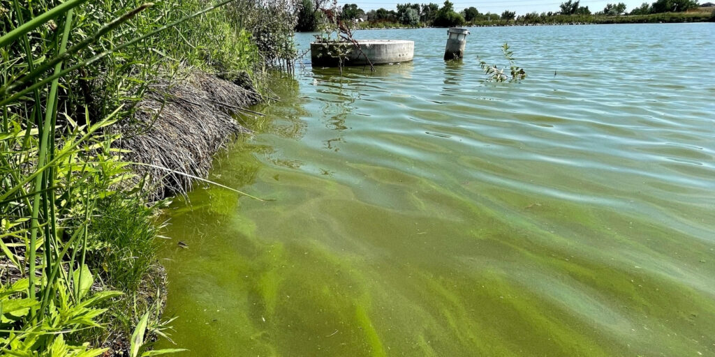 planktonic-algae