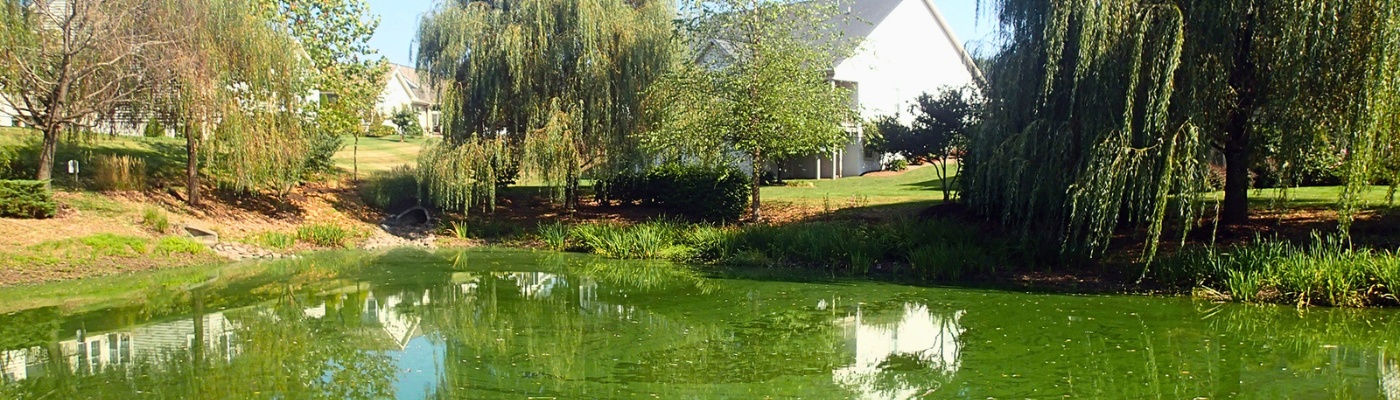 procrastination-costs-of-delayed-lake-pond-management