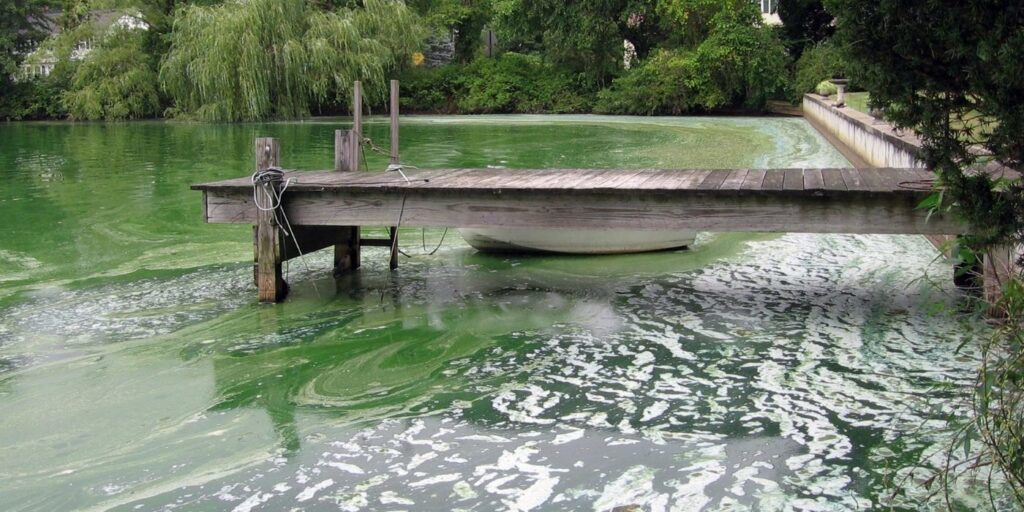 toxic-algae-pond