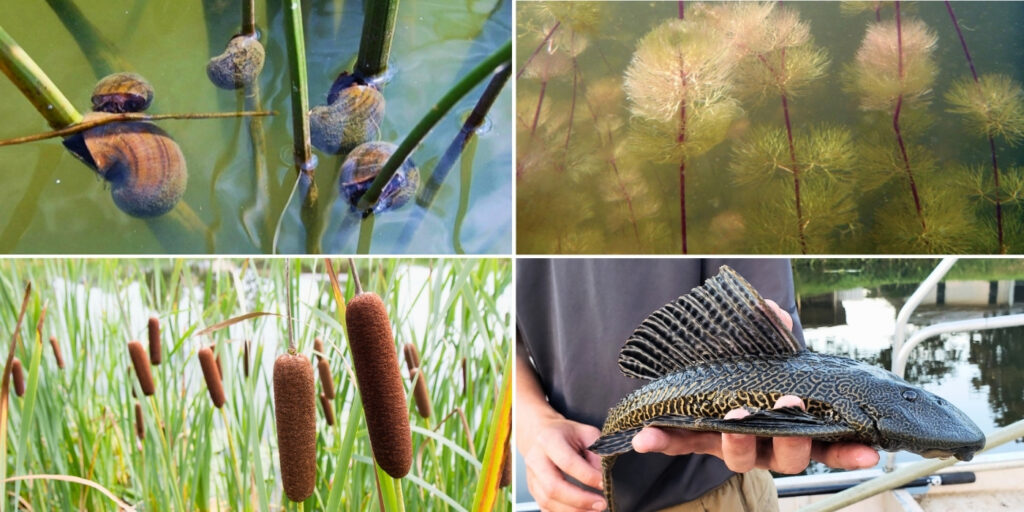 types-of-invasive-species-and-plants-fl-florida