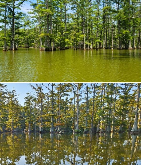case-study-trymarine-three-lake-pond-arkansas-before-after (1)