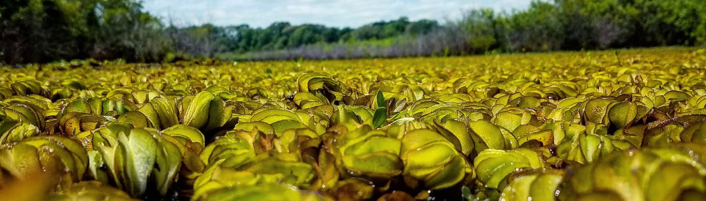 managing-pond-weeds-and-invasive-species-control