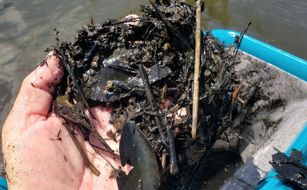 trymarine-case-study-coastal-lake-nc-muck-sediment-7.9.24
