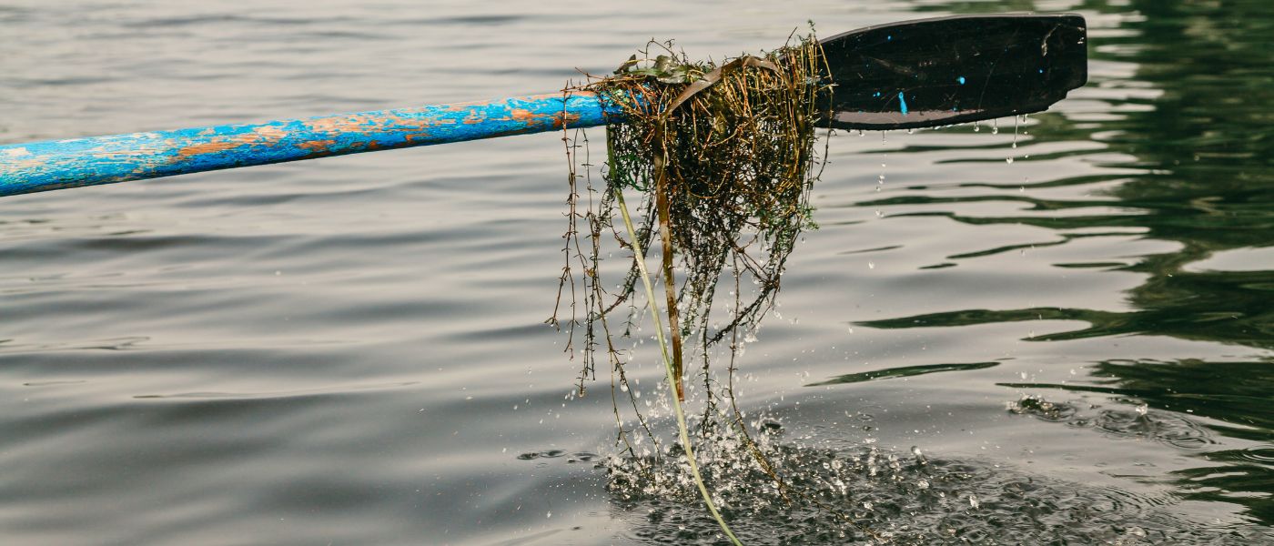 Boat oar entangled with invasive pond weeds