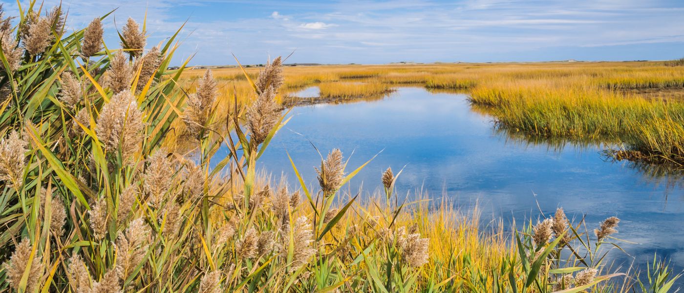 Common Reed (Phragmites australis) – Wetland Invasive Weed