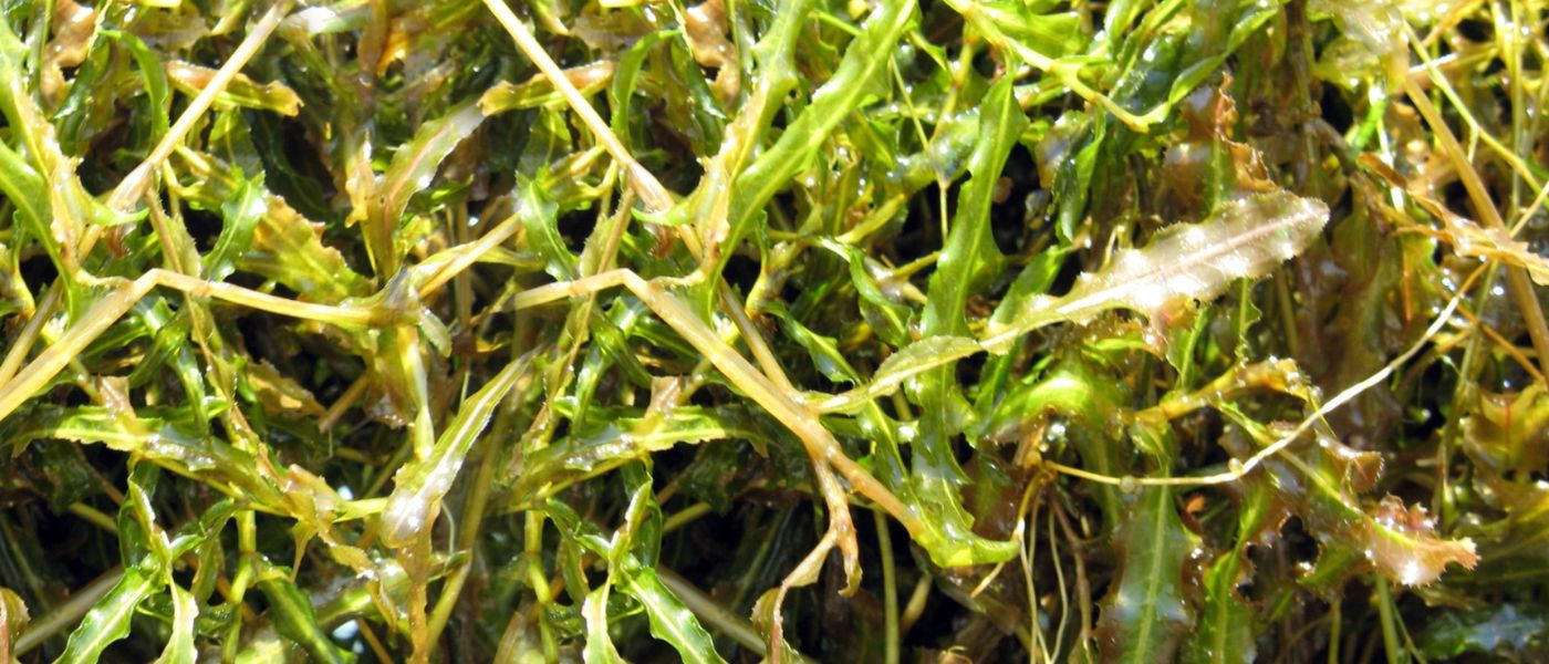 Curly-Leaf Pondweed (Potamogeton crispus) – Submersed Invasive Weed