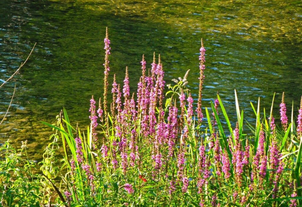 Emergent weeds