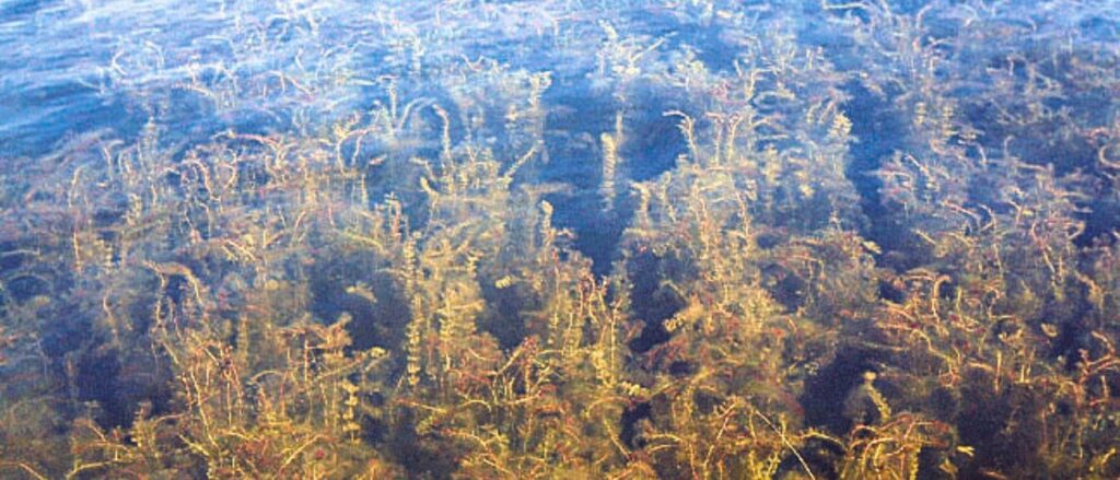 Eurasian Watermilfoil (Myriophyllum heterophyllum) – Submersed Invasive Weed