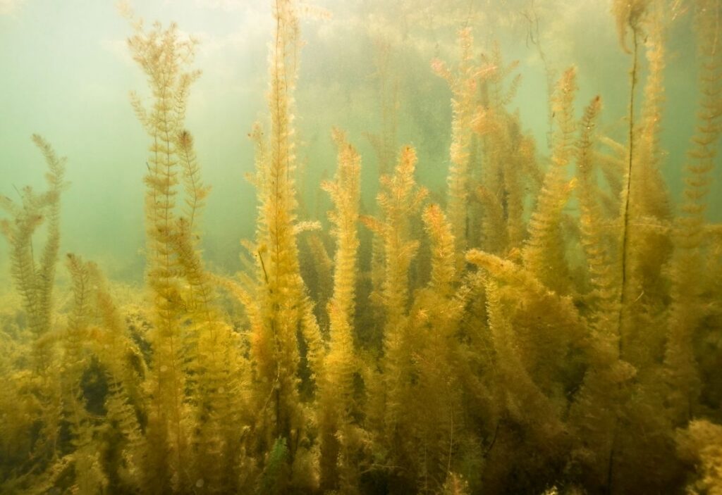 Eurasian Watermilfoil (Myriophyllum heterophyllum) – Submersed Invasive Weed