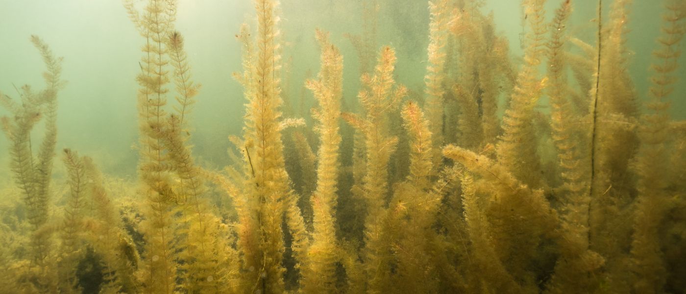Eurasian Watermilfoil (Myriophyllum heterophyllum) – Submersed Invasive Weed