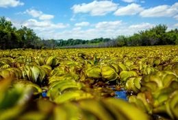 Floating weed - Giant Salvinia