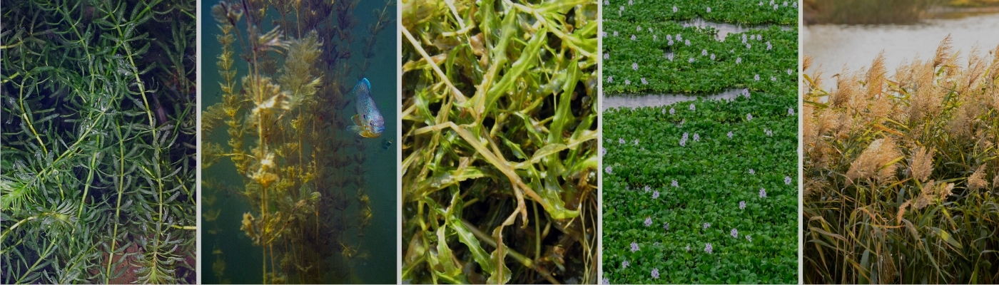 Hero image showing 5 of the most common pond weeds in the U.S.