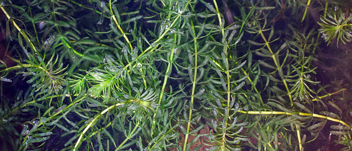 Submersed Invasive Weed - Hydrilla verticillata