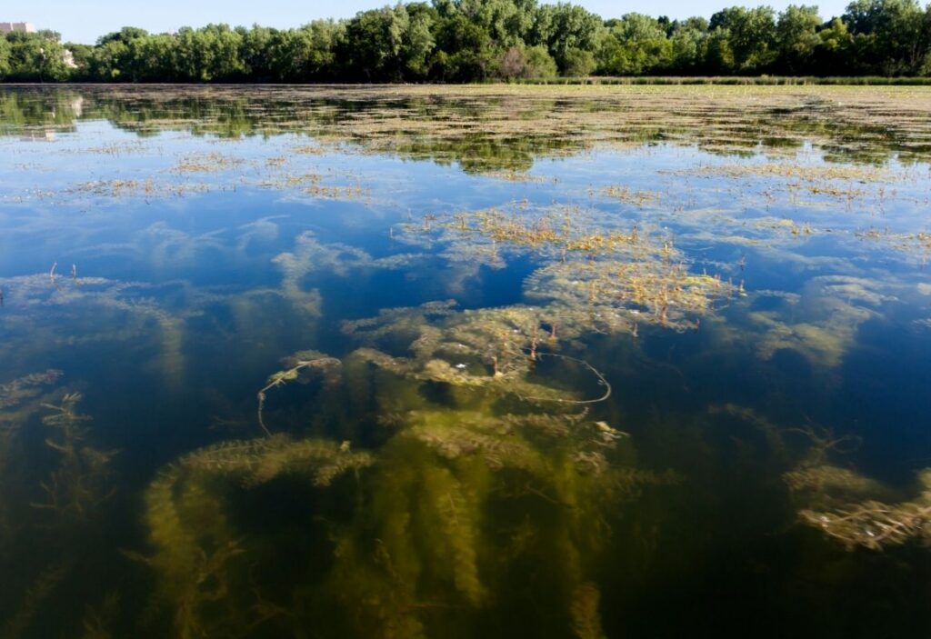 Submersed Weeds.