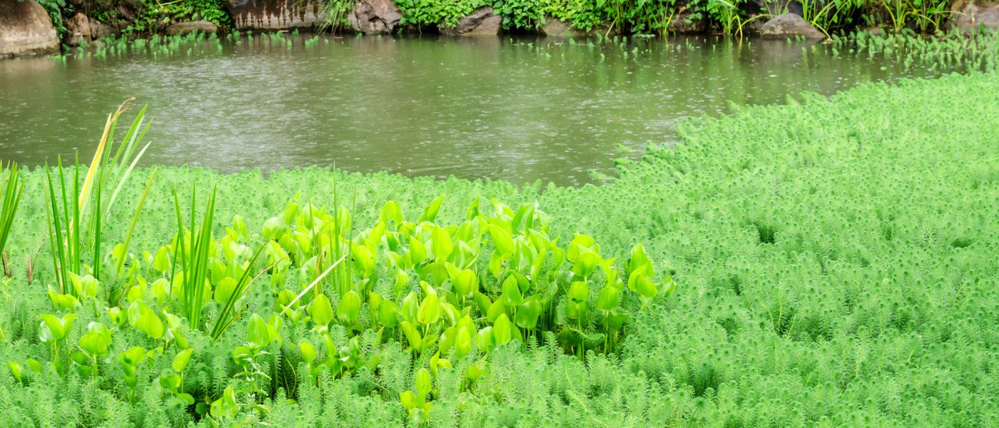 Water Hyacinth (Eichhornia crassipes) – Floating Invasive Weed