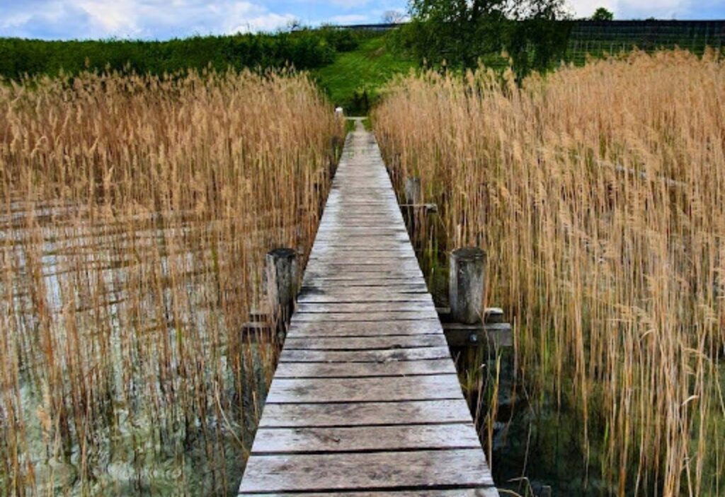 Wetland Weeds