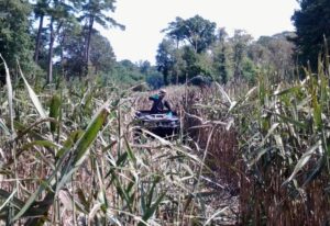 aquatic technician applying targeted herbicide treatment to control invasive phragmites