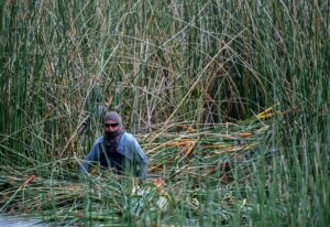 aquatic technician removing invasive phragmities