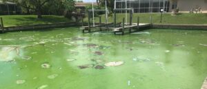 community pond suffering from HAB