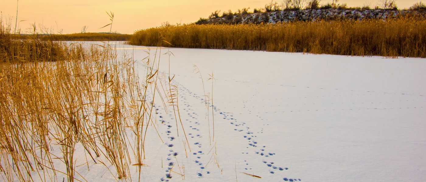 image of invasive phragmites in the winter