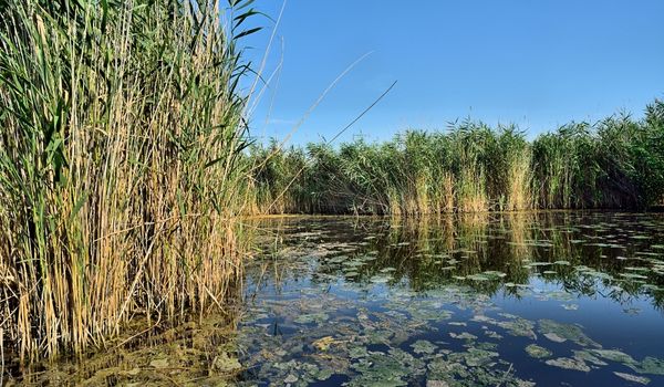 invasive phragmites in a pond with poor water quality