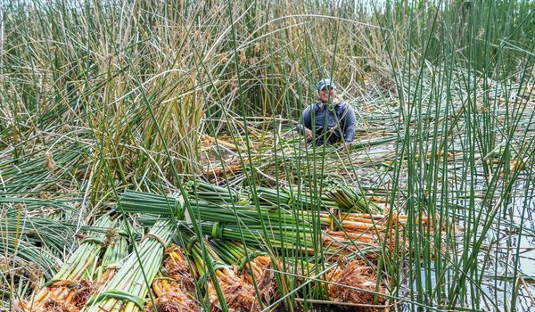 lake management professional removing invasive phragmites wetlands
