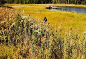 lake technician applying treatment to invasive phragmities infestation