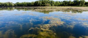 pond full of invasive weeds
