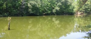 waterbody suggering from oxygen imbalances (1)
