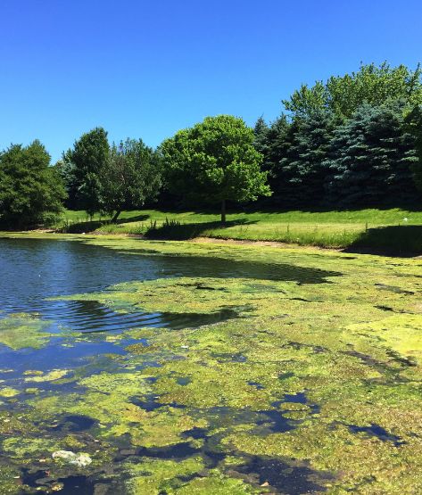 Algal bloom in lake