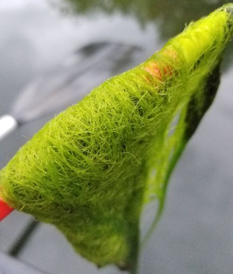Filamentous Algae