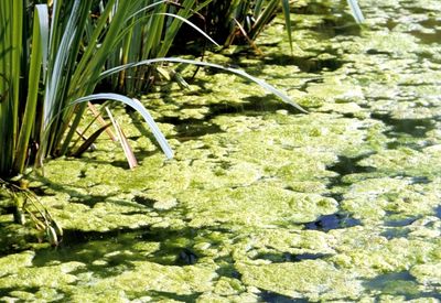 Thread algae; filamentous algae
