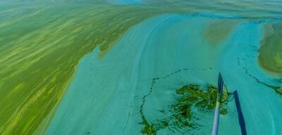 Water pollution by blooming blue-green algae - Cyanobacteria is world environmental problem. Water bodies, rivers and lakes with harmful algal blooms. Ecology concept of polluted nature.
